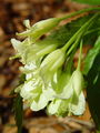 Filename=093_15_12bc_deveterolistna_konopnica_Cardamine_enneaphyllos.jpg
Filesize=143KB
Dimensions=675x900
Date added=Jan 15, 2009 093_15_12bc_deveterolistna_konopnica_Cardamine_enneaphyllos.jpg
