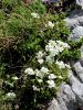 Filename=093_17_08cb_repnjak_bohinski_Arabia_vochinensis_IMG_1682a.jpg
Filesize=336KB
Dimensions=675x900
Date added=Oct 03, 2019 093_17_08cb_repnjak_bohinski_Arabia_vochinensis_IMG_1682a.jpg