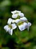 Filename=093_17_08cc_repnjak_bohinski_Arabia_vochinensis_IMG_1674a.jpg
Filesize=137KB
Dimensions=675x900
Date added=Oct 03, 2019 093_17_08cc_repnjak_bohinski_Arabia_vochinensis_IMG_1674a.jpg