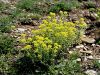 Filename=093_21_01aca_grobeljnik_gorski_Alyssum_montanum_subsp__montanum_IMG_0566a.jpg
Filesize=360KB
Dimensions=900x675
Date added=Sep 13, 2020 093_21_01aca_grobeljnik_gorski_Alyssum_montanum_subsp__montanum_IMG_0566a.jpg