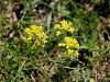 Filename=093_21_01acc_grobeljnik_gorski_Alyssum_montanum_subsp__montanum_IMG_0569a.jpg
Filesize=217KB
Dimensions=900x675
Date added=Sep 13, 2020 093_21_01acc_grobeljnik_gorski_Alyssum_montanum_subsp__montanum_IMG_0569a.jpg