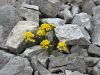 Filename=093_21_03cb_grobeljnik_obirski_Alyssum_ovirense_IMG_8166.JPG
Filesize=328KB
Dimensions=900x675
Date added=Oct 22, 2016 093_21_03cb_grobeljnik_obirski_Alyssum_ovirense_IMG_8166.JPG