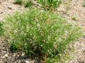 093_37_01ba_Dragusa_virginijska_Lepidium_virginicum_2011_05220012.jpg