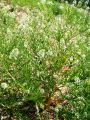 093_37_01bb_Dragusa_virginijska_bb_Lepidium_virginicum_2011_05220013.jpg
