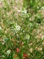 093_37_01bc_Dragusa_virginijska_Lepidium_virginicum_2011_05220014.jpg