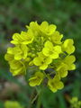093_42_03bc_navadna_ogrscica_Brassica_napus.jpg