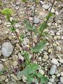 093_42_03bd_Ogrscica_navadna_Brassica_napus.JPG