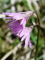 Filename=100_06_03bc_navadni_alpski_zvoncek_Soldanella_alpina.jpg
Filesize=143KB
Dimensions=675x900
Date added=Jan 16, 2009 100_06_03bc_navadni_alpski_zvoncek_Soldanella_alpina.jpg