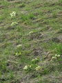 Filename=100_08_01aa_Jeglic_navadni_-trobentica_Primula_vulgaris_DSC08296.jpg
Filesize=425KB
Dimensions=675x900
Date added=Mar 04, 2010 100_08_01aa_Jeglic_navadni_-trobentica_Primula_vulgaris_DSC08296.jpg