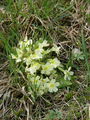 Filename=100_08_01ab_Jeglic_navadni_-trobentica_Primula_vulgaris_DSC08298.jpg
Filesize=309KB
Dimensions=675x900
Date added=Mar 04, 2010 100_08_01ab_Jeglic_navadni_-trobentica_Primula_vulgaris_DSC08298.jpg