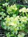 Filename=100_08_01ac_Jeglic_navadni_-trobentica_Primula_vulgaris__2_03433.jpg
Filesize=217KB
Dimensions=675x900
Date added=Mar 04, 2010 100_08_01ac_Jeglic_navadni_-trobentica_Primula_vulgaris__2_03433.jpg