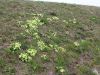 Filename=100_08_01ae_Jeglic_navadni_-trobentica_Primula_vulgaris_IMG_0849.jpg
Filesize=499KB
Dimensions=900x675
Date added=Jun 10, 2017 100_08_01ae_Jeglic_navadni_-trobentica_Primula_vulgaris_IMG_0849.jpg