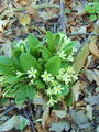 Filename=100_08_01ba_navadni_jeglic_trobentica_Primula_vulgaris.jpg
Filesize=267KB
Dimensions=675x900
Date added=Jan 16, 2009 100_08_01ba_navadni_jeglic_trobentica_Primula_vulgaris.jpg