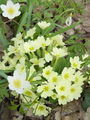 Filename=100_08_01bb_navadni_jeglic_trobentica_Primula_vulgaris.jpg
Filesize=204KB
Dimensions=675x900
Date added=Jan 16, 2009 100_08_01bb_navadni_jeglic_trobentica_Primula_vulgaris.jpg