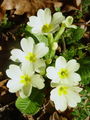 Filename=100_08_01bc_navadni_jeglic_trobentica_Primula_vulgaris_DSC03069.jpg
Filesize=170KB
Dimensions=675x900
Date added=Jan 16, 2009 100_08_01bc_navadni_jeglic_trobentica_Primula_vulgaris_DSC03069.jpg