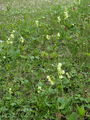 Filename=100_08_02ba_visoki_jeglic_Primula_elatior_DSC09886.jpg
Filesize=325KB
Dimensions=675x900
Date added=Jan 16, 2009 100_08_02ba_visoki_jeglic_Primula_elatior_DSC09886.jpg