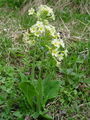 Filename=100_08_02bb_visoki_jeglic_Primula_elatior_DSC09865.jpg
Filesize=266KB
Dimensions=675x900
Date added=Jan 16, 2009 100_08_02bb_visoki_jeglic_Primula_elatior_DSC09865.jpg