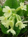 Filename=100_08_02bc_visoki_jeglic_Primula_elatior.jpg
Filesize=134KB
Dimensions=675x900
Date added=Jan 16, 2009 100_08_02bc_visoki_jeglic_Primula_elatior.jpg