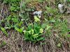 Filename=100_08_02cb_jeglic_visoki_Primula_elatior_IMG_8246_(1).jpg
Filesize=325KB
Dimensions=900x675
Date added=Oct 22, 2016 100_08_02cb_jeglic_visoki_Primula_elatior_IMG_8246_(1).jpg