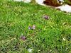 100_08_05ca_jeglic_dolgocvetni_Primula_halleri_IMG_2727a.jpg