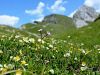 Filename=100_08_05cb_jeglic_dolgocvetni_Primula_halleri_IMG_2767a.jpg
Filesize=288KB
Dimensions=900x675
Date added=Jul 16, 2017 100_08_05cb_jeglic_dolgocvetni_Primula_halleri_IMG_2767a.jpg
