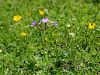 Filename=100_08_05cc_jeglic_dolgocvetni_Primula_halleri_IMG_2765a.jpg
Filesize=344KB
Dimensions=900x675
Date added=Jul 16, 2017 100_08_05cc_jeglic_dolgocvetni_Primula_halleri_IMG_2765a.jpg