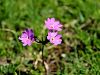 Filename=100_08_05cd_jeglic_dolgocvetni_Primula_halleri_IMG_2728a.jpg
Filesize=210KB
Dimensions=900x675
Date added=Jul 16, 2017 100_08_05cd_jeglic_dolgocvetni_Primula_halleri_IMG_2728a.jpg