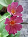 Filename=100_08_07xcd_Jeglic_idrijski_Primula_x_venusta_zav_V_DSC09065.jpg
Filesize=173KB
Dimensions=675x900
Date added=Jul 01, 2009 100_08_07xcd_Jeglic_idrijski_Primula_x_venusta_zav_V_DSC09065.jpg