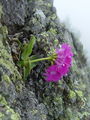 Filename=100_08_08bb_kustravi_jeglic_Primula_villosa_DSC00031.jpg
Filesize=257KB
Dimensions=675x900
Date added=Jan 16, 2009 100_08_08bb_kustravi_jeglic_Primula_villosa_DSC00031.jpg