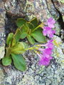 Filename=100_08_08bc_kustravi_jeglic_Primula_villosa_DSC09524.jpg
Filesize=313KB
Dimensions=675x900
Date added=Jan 16, 2009 100_08_08bc_kustravi_jeglic_Primula_villosa_DSC09524.jpg