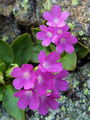 Filename=100_08_08bd_kustravi_jeglic_Primula_villosa_DSC09523.jpg
Filesize=179KB
Dimensions=675x900
Date added=Jan 16, 2009 100_08_08bd_kustravi_jeglic_Primula_villosa_DSC09523.jpg
