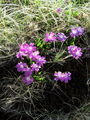 Filename=100_08_09ba_Wulfenov_jeglic_Primula_wulfeniana.jpg
Filesize=351KB
Dimensions=675x900
Date added=Jan 16, 2009 100_08_09ba_Wulfenov_jeglic_Primula_wulfeniana.jpg