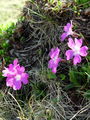 Filename=100_08_09bb_Wulfenov_jeglic_Primula_wulfeniana.jpg
Filesize=282KB
Dimensions=675x900
Date added=Jan 16, 2009 100_08_09bb_Wulfenov_jeglic_Primula_wulfeniana.jpg