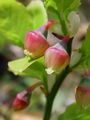 104_09_01bb_borovnica_crnica_Vaccinium_myrtillus.jpg