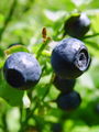 104_09_01bd_borovnica_crnica_Vaccinium_myrtillus_DSC00204.jpg