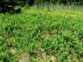 104_09_03ba_Kopisnica_barjanska_Vaccinium_uliginosum_2012_06300037.jpg