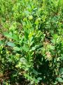 104_09_03bc_Kopisnica_barjanska_Vaccinium_uliginosum_2012_06300039.jpg