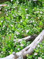 104_09_04ba_brusnica_Vaccinium_vitis-idaea_DSC02138.jpg