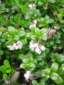 104_09_04bb_brusnica_Vaccinium_vitis-idaea_DSC02141.jpg