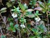 Filename=104_09_04cb_brusnica_Vaccinium_vitis-idaea_IMG_2057a.jpg
Filesize=281KB
Dimensions=900x675
Date added=Sep 23, 2017 104_09_04cb_brusnica_Vaccinium_vitis-idaea_IMG_2057a.jpg
