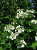 Filename=108_02_01bd_Brogovita_Viburnum_opulus_DSC09383.JPG
Filesize=381KB
Dimensions=675x900
Date added=Sep 07, 2015 108_02_01bd_Brogovita_Viburnum_opulus_DSC09383.JPG
