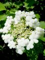 Filename=108_02_01be_Brogovita_Viburnum_opulus_DSC09382.jpg
Filesize=173KB
Dimensions=675x900
Date added=Oct 14, 2011 108_02_01be_Brogovita_Viburnum_opulus_DSC09382.jpg