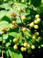 Filename=108_02_01bf_Brogovita_Viburnum_opulus_DSC01875.jpg
Filesize=172KB
Dimensions=675x900
Date added=Oct 14, 2011 108_02_01bf_Brogovita_Viburnum_opulus_DSC01875.jpg