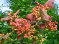 Filename=108_02_01bg_Brogovita_Viburnum_opulus_2010_07200001.jpg
Filesize=216KB
Dimensions=900x675
Date added=Oct 14, 2011 108_02_01bg_Brogovita_Viburnum_opulus_2010_07200001.jpg