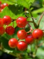 Filename=108_02_01bh_Brogovita_Viburnum_opulus.jpg
Filesize=132KB
Dimensions=675x900
Date added=Oct 14, 2011 108_02_01bh_Brogovita_Viburnum_opulus.jpg