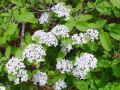 Filename=108_02_02ba_Dobrovita_Viburnum_lantana.jpg
Filesize=306KB
Dimensions=900x675
Date added=Jun 21, 2010 108_02_02ba_Dobrovita_Viburnum_lantana.jpg