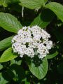 Filename=108_02_02bb_Dobrovita__Viburnum_lantana_DSC09760.jpg
Filesize=190KB
Dimensions=675x900
Date added=Jun 21, 2010 108_02_02bb_Dobrovita__Viburnum_lantana_DSC09760.jpg