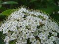 Filename=108_02_02bc_Dobrovita_Viburnum_lantana_DSC09814.jpg
Filesize=191KB
Dimensions=900x675
Date added=Jun 21, 2010 108_02_02bc_Dobrovita_Viburnum_lantana_DSC09814.jpg