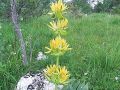 Filename=114_03_01bcc_Svisc_rumeni_bratinski_Gentiana_lutea_ssp__symphyandra_2014_07060099.jpg
Filesize=340KB
Dimensions=900x675
Date added=Jul 22, 2014 114_03_01bcc_Svisc_rumeni_bratinski_Gentiana_lutea_ssp__symphyandra_2014_07060099.jpg