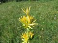 Filename=114_03_01bcd_Svisc_rumeni_bratinski_Gentiana_lutea_ssp__symphyandra_2014_07060005.jpg
Filesize=231KB
Dimensions=900x675
Date added=Jul 22, 2014 114_03_01bcd_Svisc_rumeni_bratinski_Gentiana_lutea_ssp__symphyandra_2014_07060005.jpg